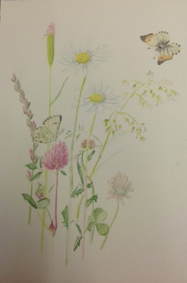 Annachiara Maci (acquarello su carta cotone)