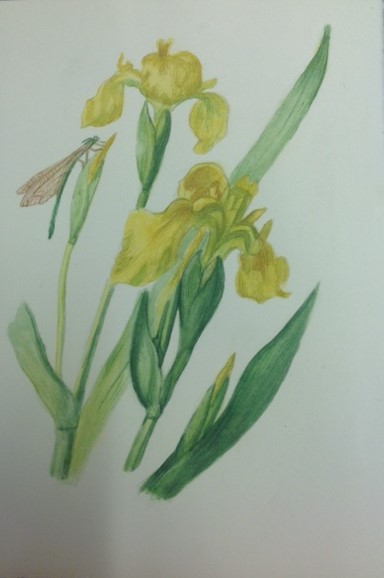 Annachiara Maci (acquarello su carta cotone)