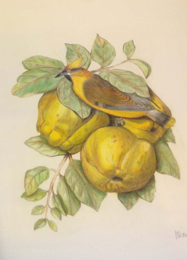 Marco Fasoli (colori a matita su carta Fabriano)
