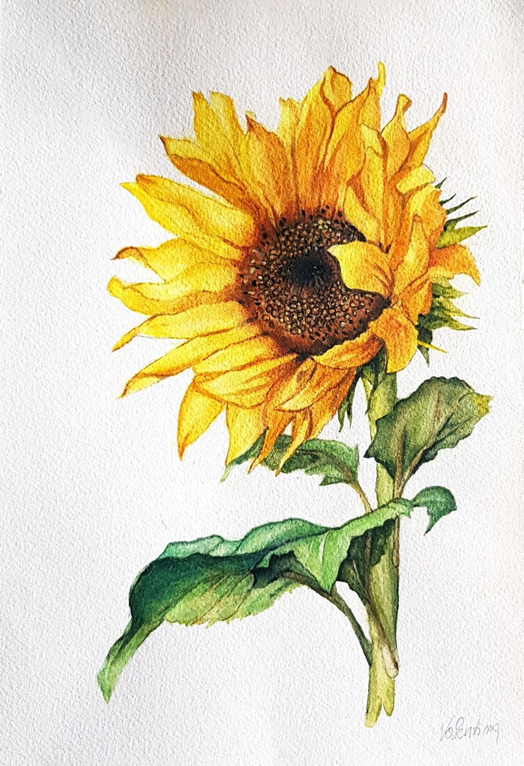 Valentina Pasqualon (acquarello su carta Fabriano cotone)