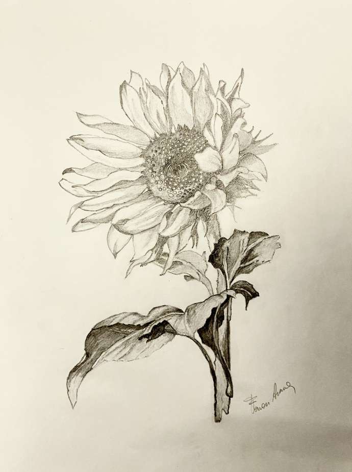 Anna Ferron (grafite su carta Fabriano)
