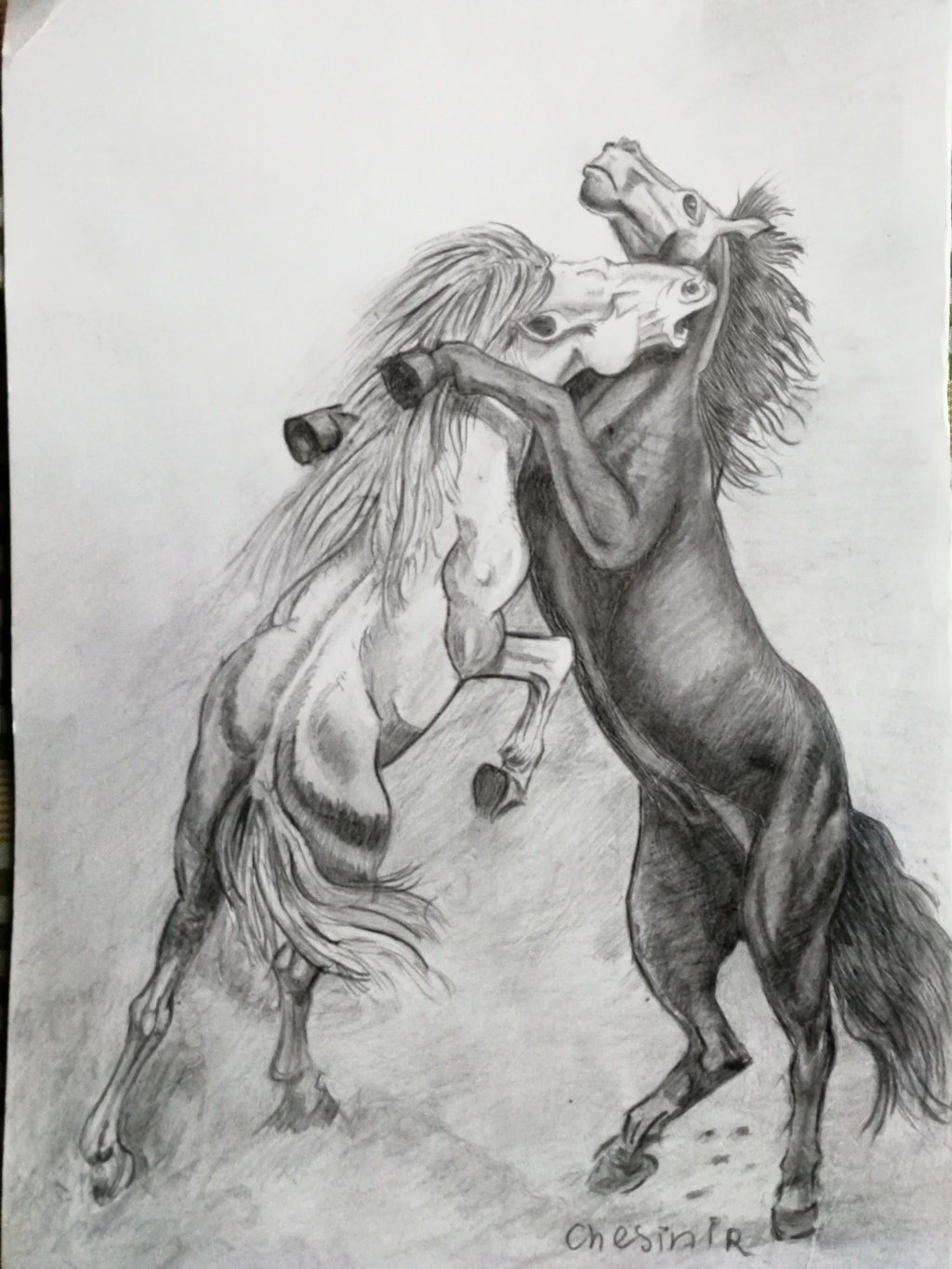 Rosy Chesini (grafite su carta Fabriano)