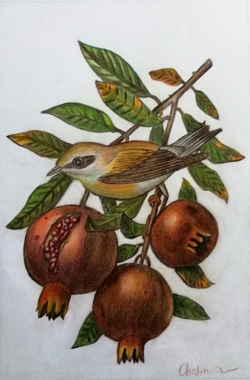 Rosy Chesini (matite colorate su carta Fabriano)