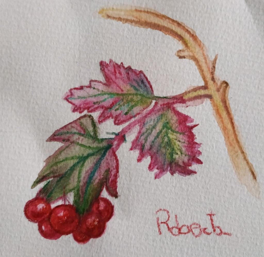 Roberta Righetti ( colori a matita acquerellabili su carta Fabriano)