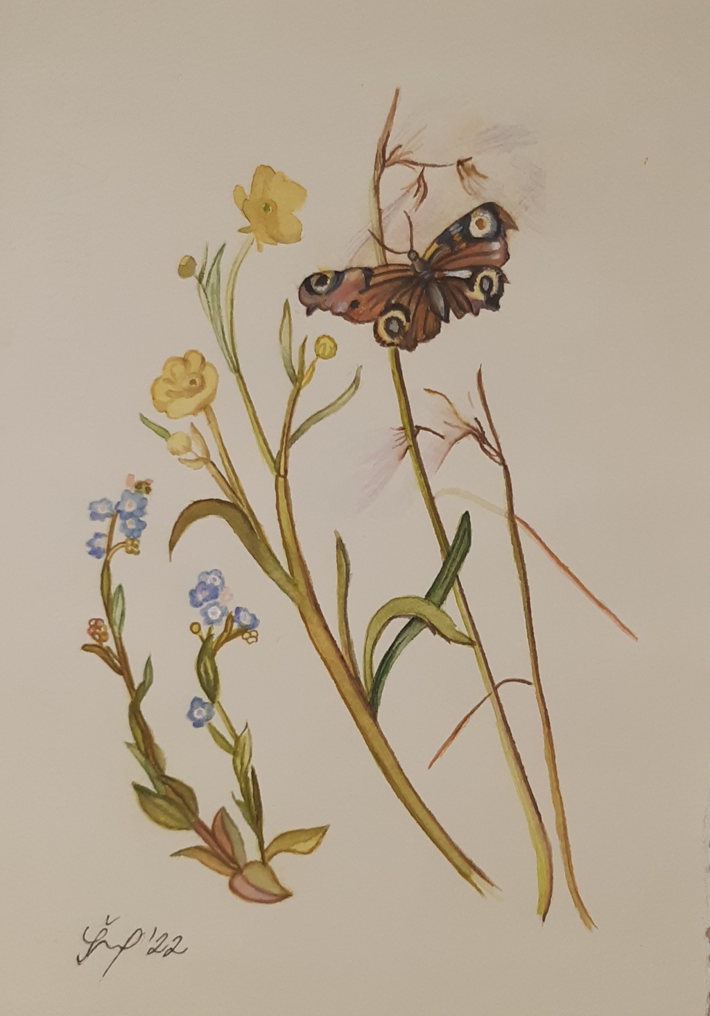 Júlia Šimčeková (acquarello su carta Fabriano cotone)