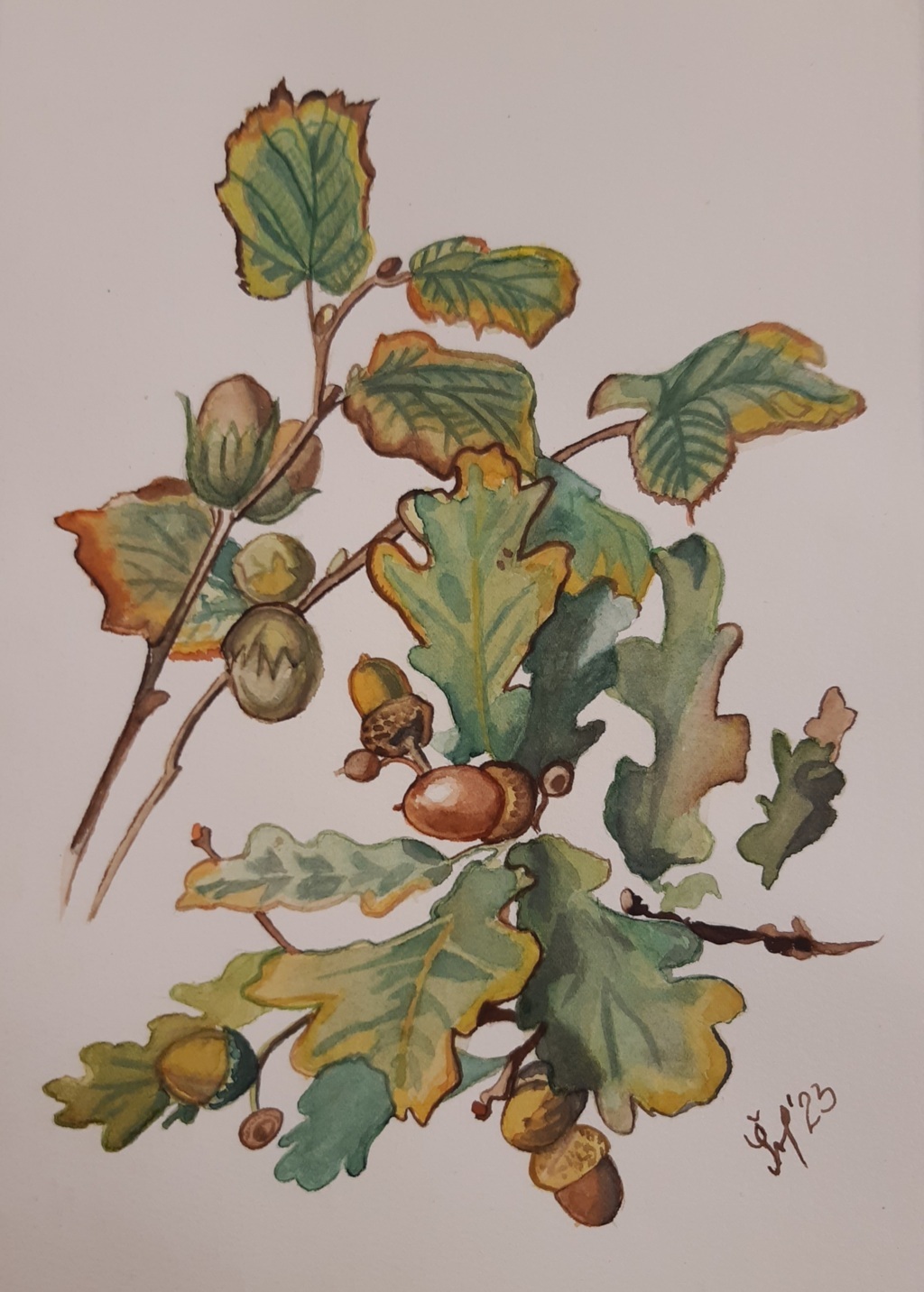 Júlia Šimčeková (acquarello su carta Fabriano cotone)