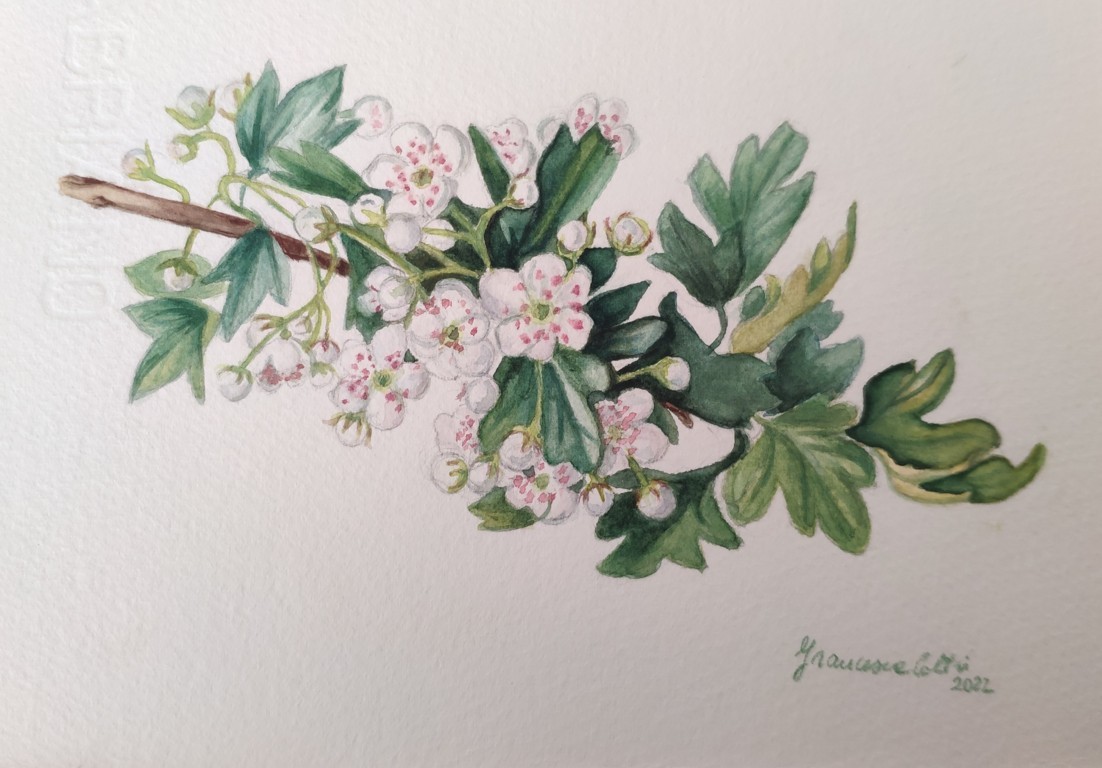 Francesca Coltri (acquarello su carta Fabriano cotone)